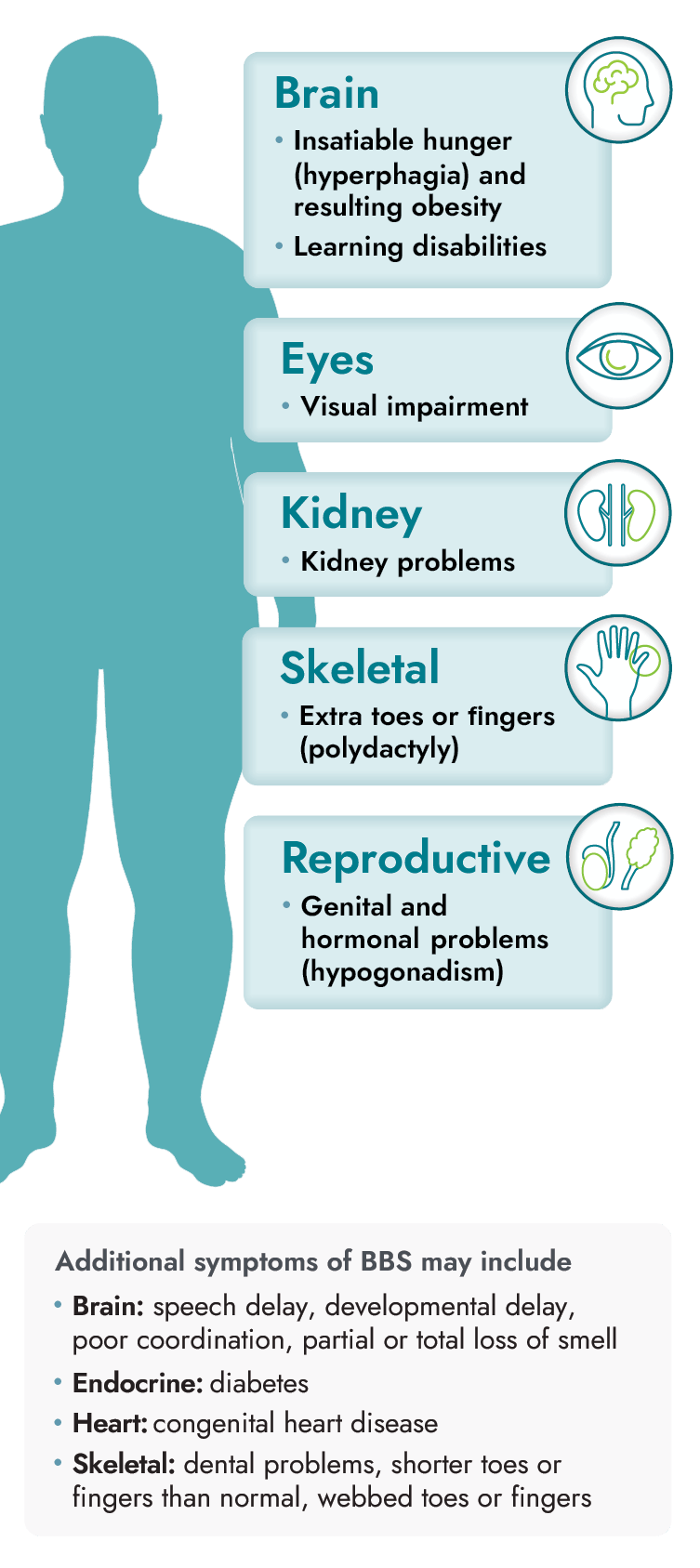 Body diagram identifying BBS symptoms in the brain, kidney, eyes, heart, reproductive, endocrine, and skeletal systems