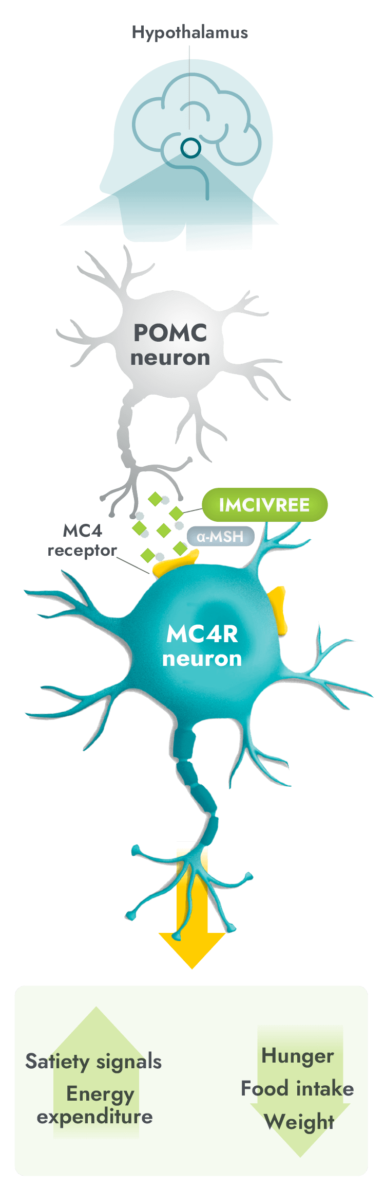 MC4R Pathway with IMCIVREE
